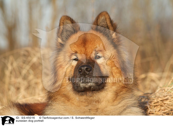 Eurasier Portrait / eurasian dog portrait / SS-45016