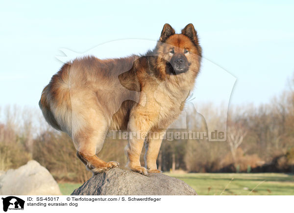 stehender Eurasier / standing eurasian dog / SS-45017