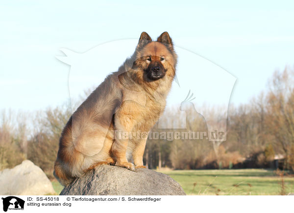 sitzender Eurasier / sitting eurasian dog / SS-45018
