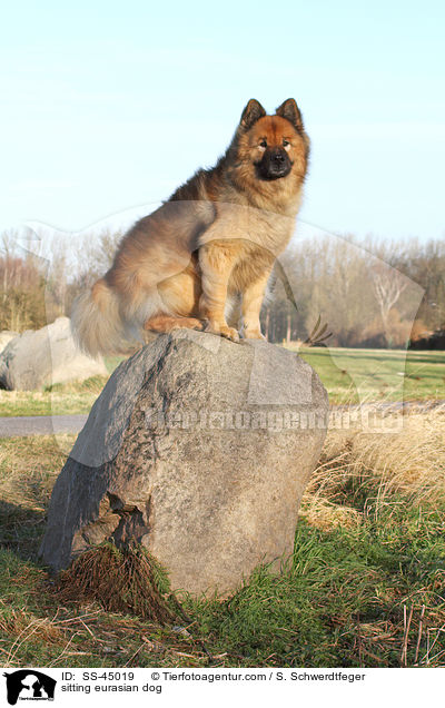 sitzender Eurasier / sitting eurasian dog / SS-45019