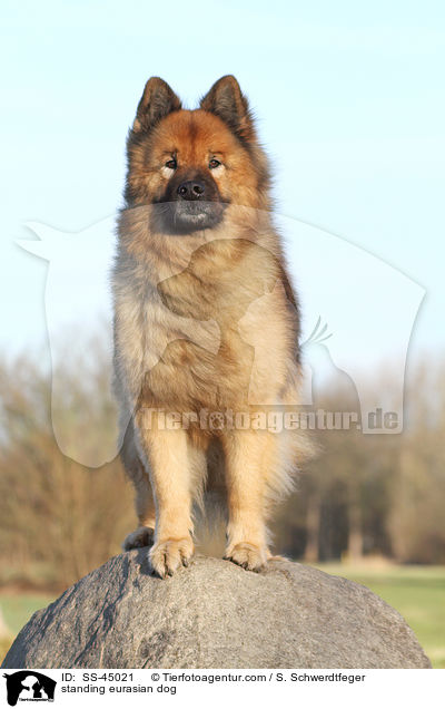 stehender Eurasier / standing eurasian dog / SS-45021