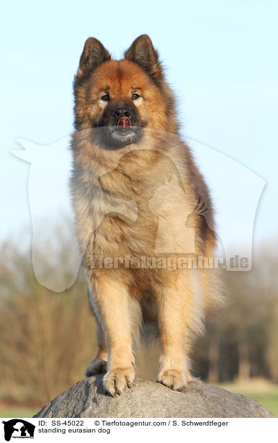 stehender Eurasier / standing eurasian dog / SS-45022