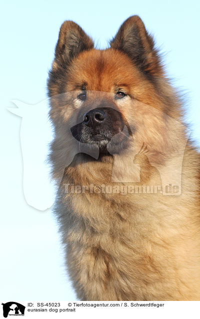 Eurasier Portrait / eurasian dog portrait / SS-45023