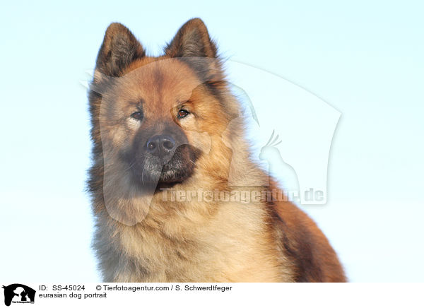 Eurasier Portrait / eurasian dog portrait / SS-45024