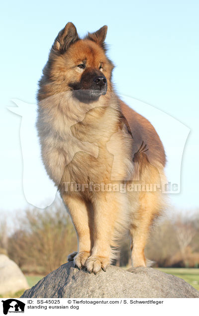 stehender Eurasier / standing eurasian dog / SS-45025