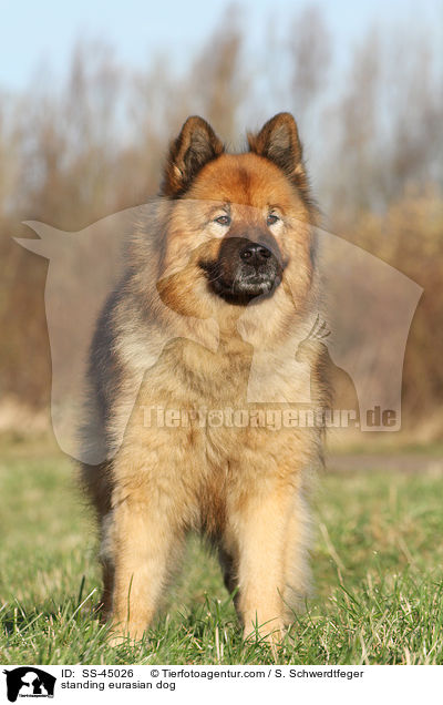 stehender Eurasier / standing eurasian dog / SS-45026