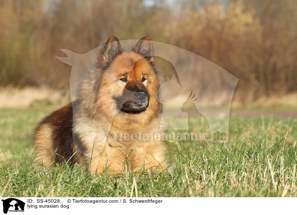 liegender Eurasier / lying eurasian dog / SS-45028