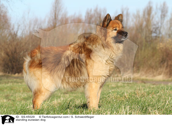 stehender Eurasier / standing eurasian dog / SS-45029