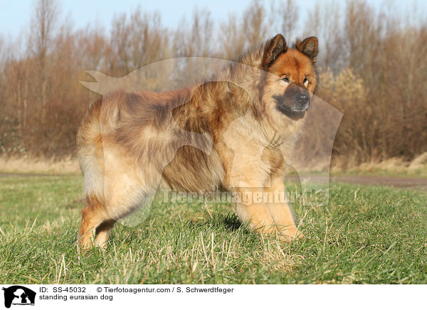 stehender Eurasier / standing eurasian dog / SS-45032