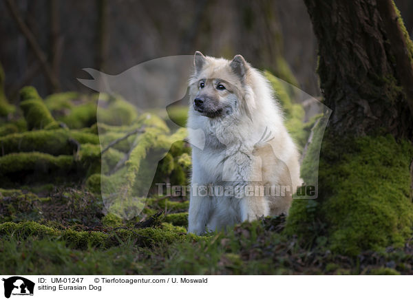 sitzender Eurasier / sitting Eurasian Dog / UM-01247