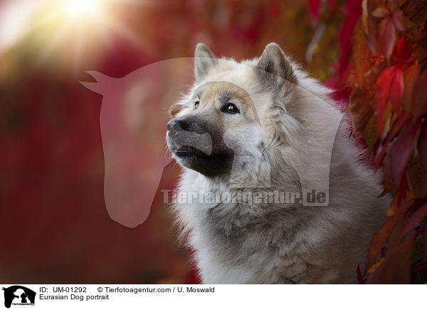 Eurasier Portrait / Eurasian Dog portrait / UM-01292