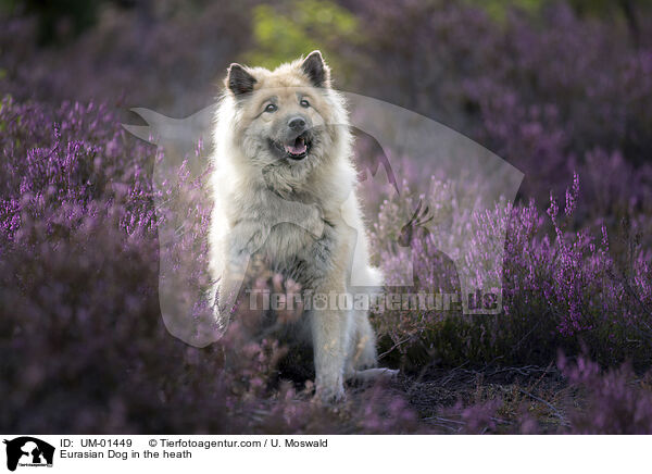 Eurasier in der Heide / Eurasian Dog in the heath / UM-01449