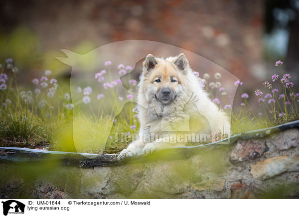 liegender Eurasier / lying eurasian dog / UM-01844