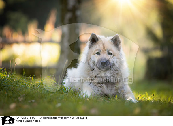 lying eurasian dog / UM-01859