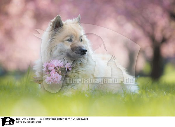 lying eurasian dog / UM-01887