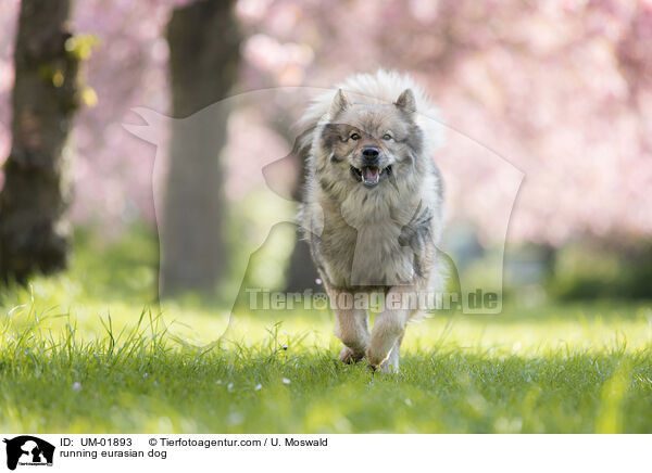 running eurasian dog / UM-01893