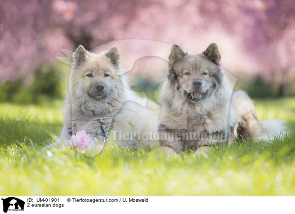 2 eurasian dogs / UM-01901