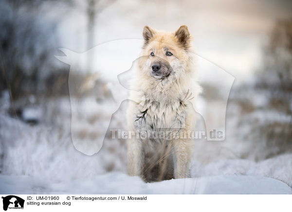 sitting eurasian dog / UM-01960
