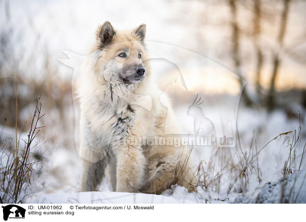 sitting eurasian dog / UM-01962