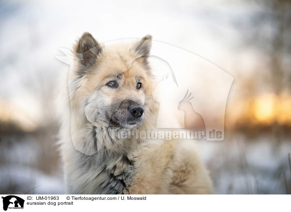eurasian dog portrait / UM-01963