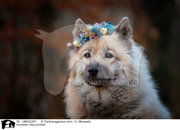 eurasian dog portrait / UM-02291