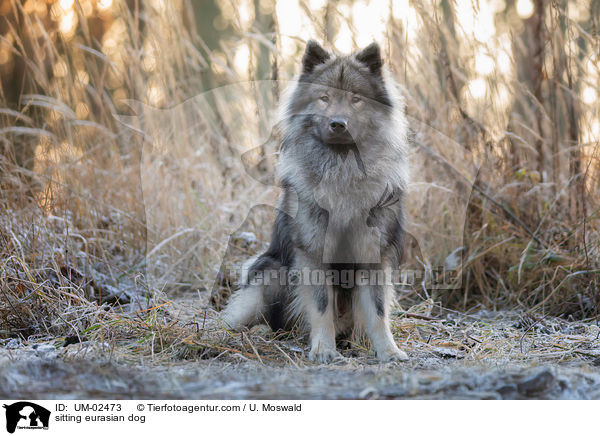 sitzender Eurasier / sitting eurasian dog / UM-02473