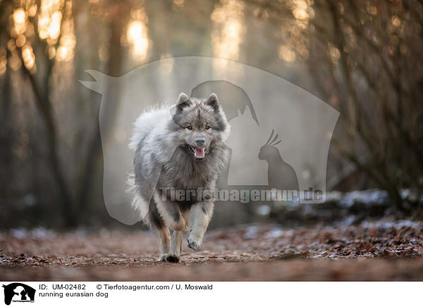 rennender Eurasier / running eurasian dog / UM-02482