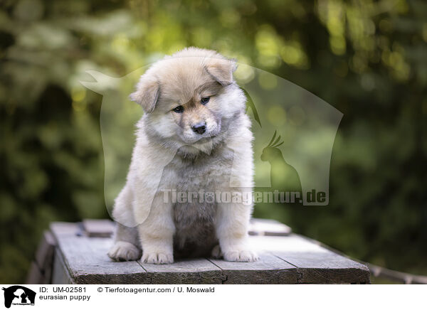 eurasian puppy / UM-02581