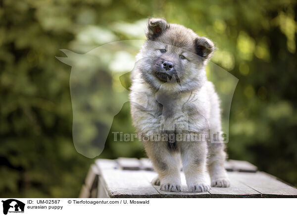 Eurasier Welpe / eurasian puppy / UM-02587