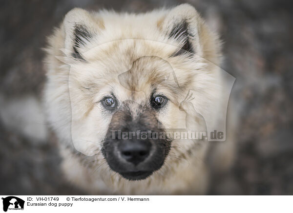 Eurasian dog puppy / VH-01749