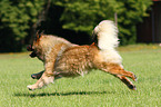 male Eurasian Dog