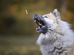 Eurasian Dog portrait