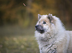 Eurasian Dog portrait