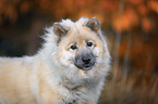 Eurasian Dog portrait