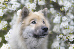 Eurasian Dog portrait