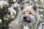 Eurasian Dog portrait