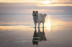 standing Eurasian Dog