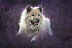 Eurasian Dog in the heath