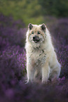 Eurasian Dog in the heath