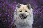 Eurasian Dog portrait