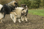 3 Eurasian Dogs