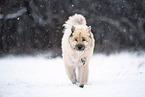 Eurasian Dog in the snow