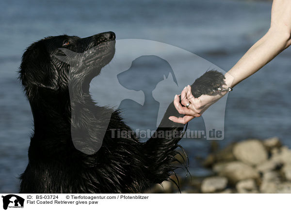 Flat Coated Retriever gibt Pftchen / Flat Coated Retriever gives paw / BS-03724