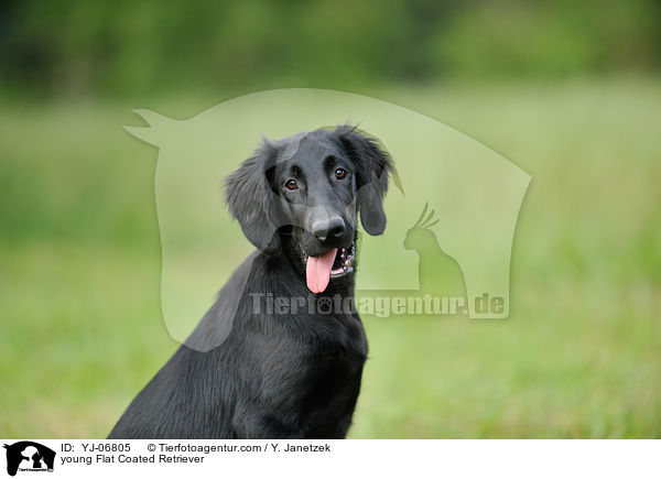 young Flat Coated Retriever / YJ-06805