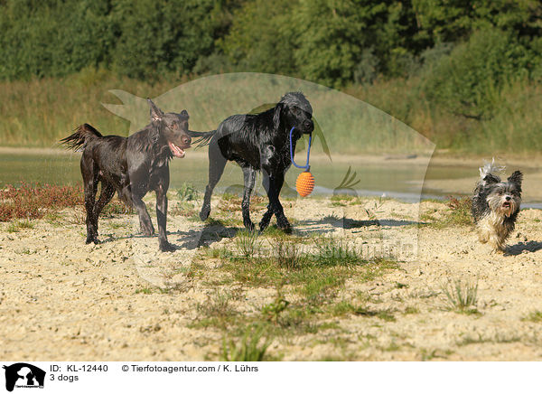 3 Hunde / 3 dogs / KL-12440
