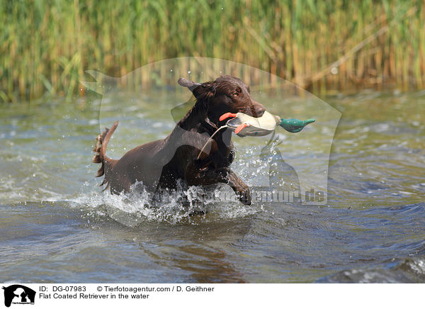 Flat Coated Retriever in the water / DG-07983