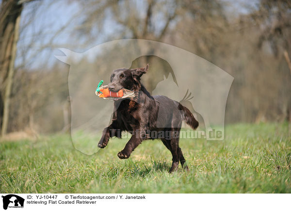 apportierender Flat Coated Retriever / retrieving Flat Coated Retriever / YJ-10447