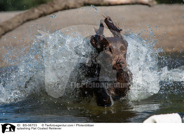 splashing Flat Coated Retriever / BS-06703