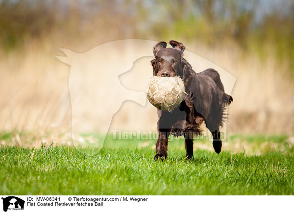 Flat Coated Retriever fetches Ball / MW-06341