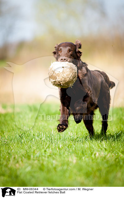 Flat Coated Retriever fetches Ball / MW-06344